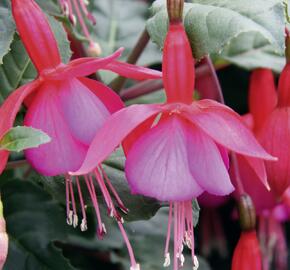 Fuchsie, čílko 'Beacon Rot-Blau' - Fuchsia hybrida 'Beacon Rot-Blau'