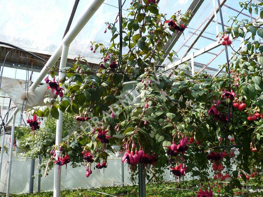 Fuchsie, čílko 'Blacky' - Fuchsia hybrida 'Blacky'