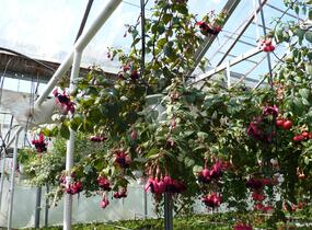 Fuchsie, čílko 'Blacky' - Fuchsia hybrida 'Blacky'