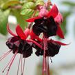 Fuchsie, čílko 'Blacky' - Fuchsia hybrida 'Blacky'