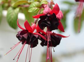 Fuchsie, čílko 'Blacky' - Fuchsia hybrida 'Blacky'