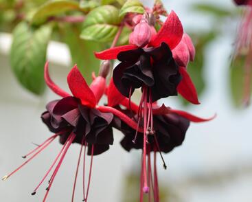 Fuchsie, čílko 'Blacky'