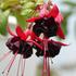 cilko-fuchsie-blacky.jpg