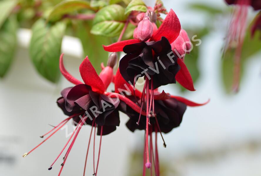 Fuchsie, čílko 'Blacky' - Fuchsia hybrida 'Blacky'