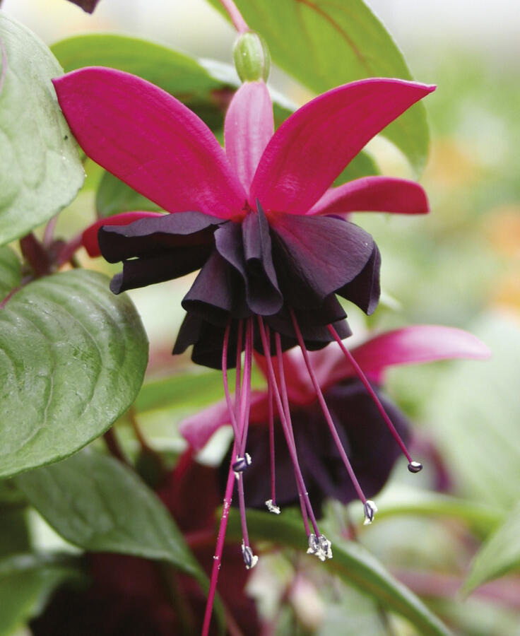 Fuchsie, čílko 'Blacky' - Fuchsia hybrida 'Blacky'