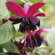 Fuchsie, čílko 'Blacky' - Fuchsia hybrida 'Blacky'