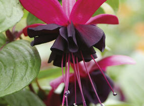 Fuchsie, čílko 'Blacky' - Fuchsia hybrida 'Blacky'