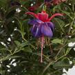 Fuchsie, čílko 'General Monk Rot-Blau' - Fuchsia hybrida 'General Monk Rot-Blau'