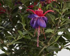 Fuchsie, čílko 'General Monk Rot-Blau'