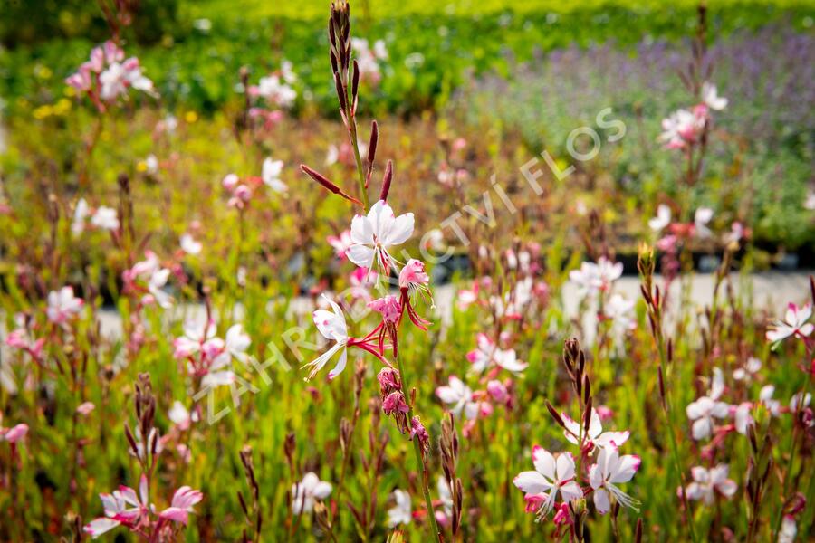 Svíčkovec 'Gambit Rose Bicolor' - Gaura lindheimeri 'Gambit Rose Bicolor'