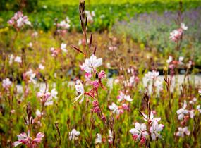 Svíčkovec 'Gambit Rose Bicolor' - Gaura lindheimeri 'Gambit Rose Bicolor'