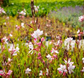 Svíčkovec 'Gambit Rose Bicolor' - Gaura lindheimeri 'Gambit Rose Bicolor'