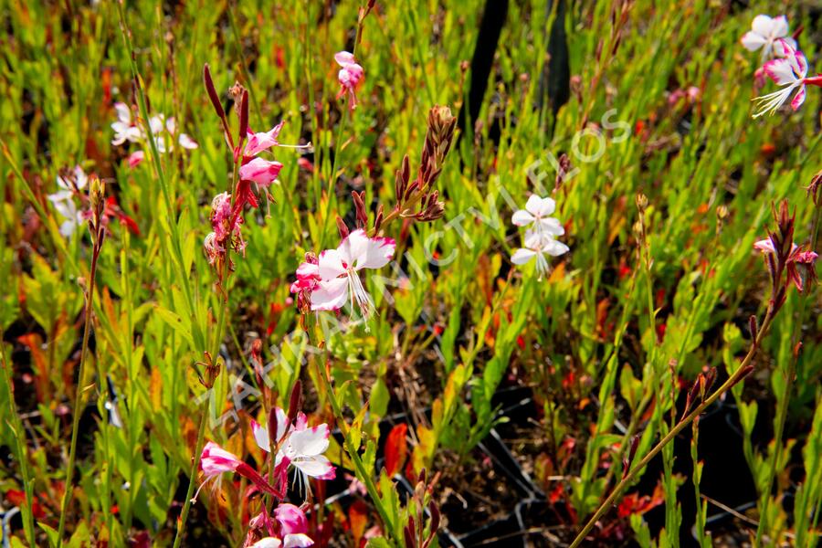 Svíčkovec 'Gambit Rose Bicolor' - Gaura lindheimeri 'Gambit Rose Bicolor'