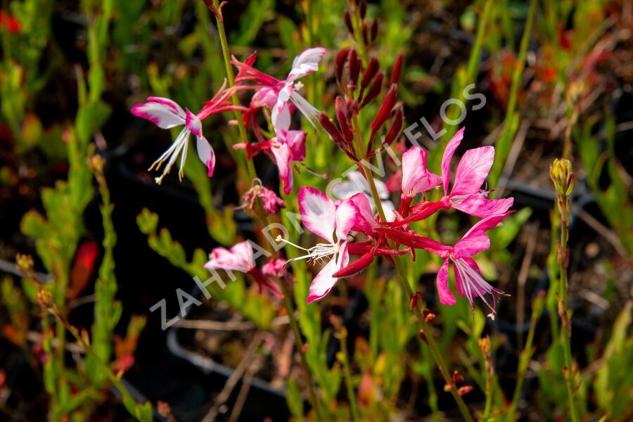 Svíčkovec 'Gambit Rose Bicolor' - Gaura lindheimeri 'Gambit Rose Bicolor'