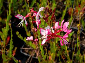 Svíčkovec 'Gambit Rose Bicolor' - Gaura lindheimeri 'Gambit Rose Bicolor'