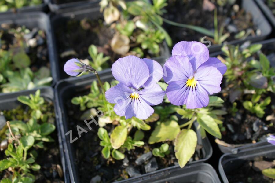 Violka růžkatá 'Blue Perfection' - Viola cornuta 'Blue Perfection'