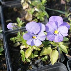 Violka růžkatá 'Blue Perfection' - Viola cornuta 'Blue Perfection'