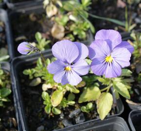 Violka růžkatá 'Blue Perfection' - Viola cornuta 'Blue Perfection'