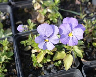 Violka růžkatá 'Blue Perfection'