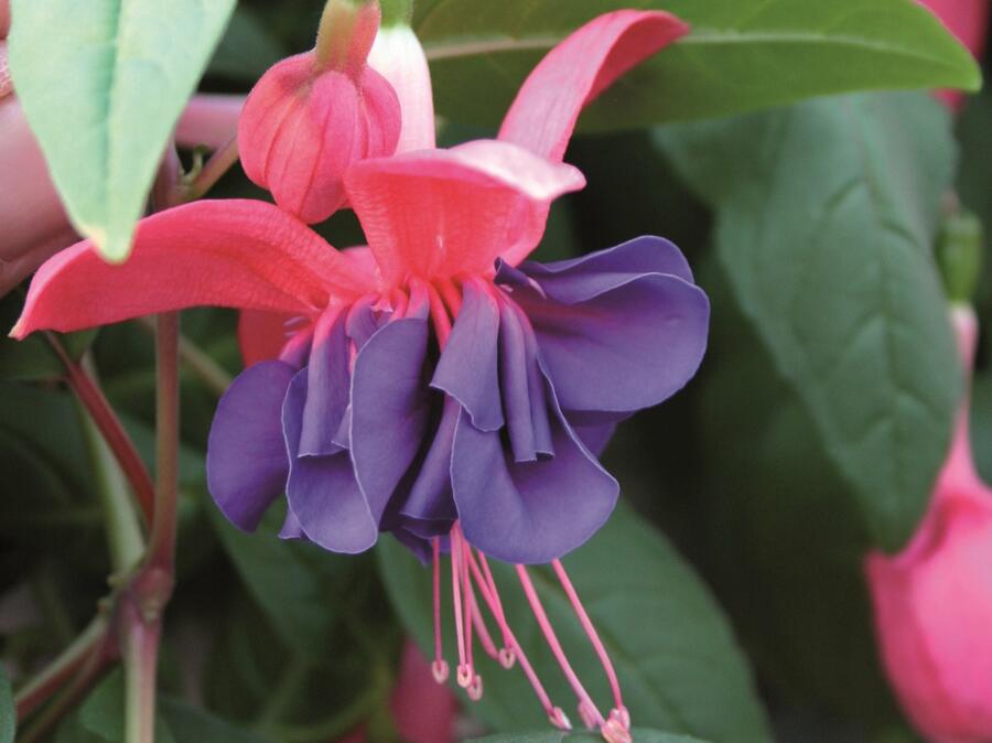 Fuchsie, čílko 'Charlie Dimmock' - Fuchsia hybrida 'Charlie Dimmock'