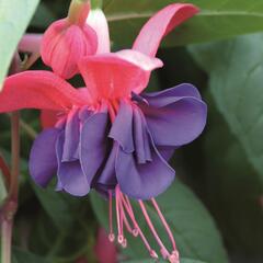 Fuchsie, čílko 'Charlie Dimmock' - Fuchsia hybrida 'Charlie Dimmock'