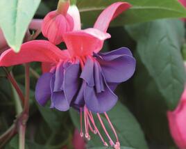 Fuchsie, čílko 'Charlie Dimmock'