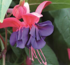 Fuchsie, čílko 'Charlie Dimmock' - Fuchsia hybrida 'Charlie Dimmock'