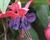 Fuchsie, čílko 'Charlie Dimmock'