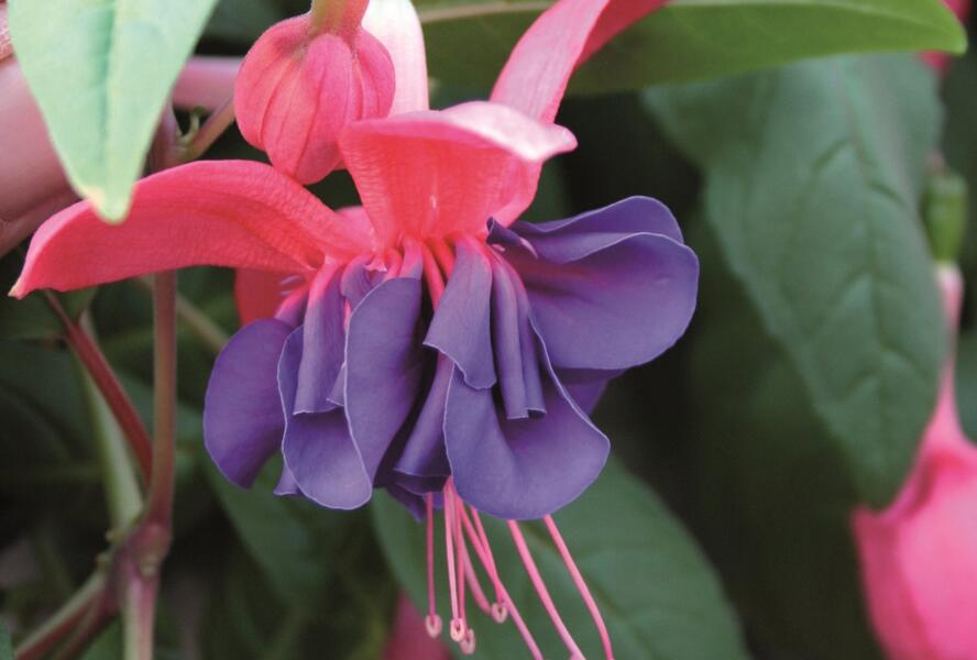 Fuchsie, čílko 'Charlie Dimmock' - Fuchsia hybrida 'Charlie Dimmock'