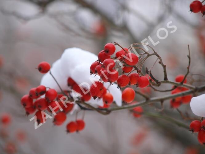 Hloh Lavallův 'Carrierei' - Crataegus lavallei 'Carrierei'