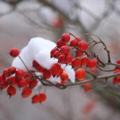 Hloh Lavallův 'Carrierei' - Crataegus lavallei 'Carrierei'