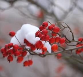 Hloh Lavallův 'Carrierei' - Crataegus lavallei 'Carrierei'