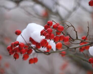 Hloh Lavallův 'Carrierei'