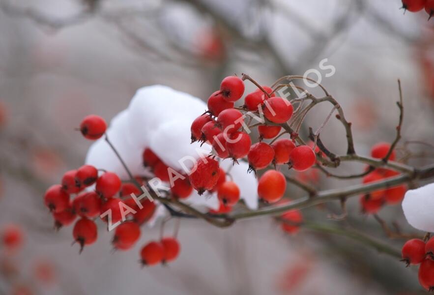 Hloh Lavallův 'Carrierei' - Crataegus lavallei 'Carrierei'
