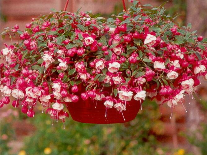 Fuchsie, čílko 'Alwin' - Fuchsia hybrida 'Alwin'