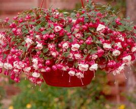 Fuchsie, čílko 'Alwin'