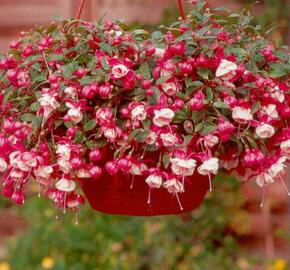 Fuchsie, čílko 'Alwin' - Fuchsia hybrida 'Alwin'