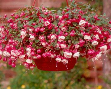 Fuchsie, čílko 'Alwin'