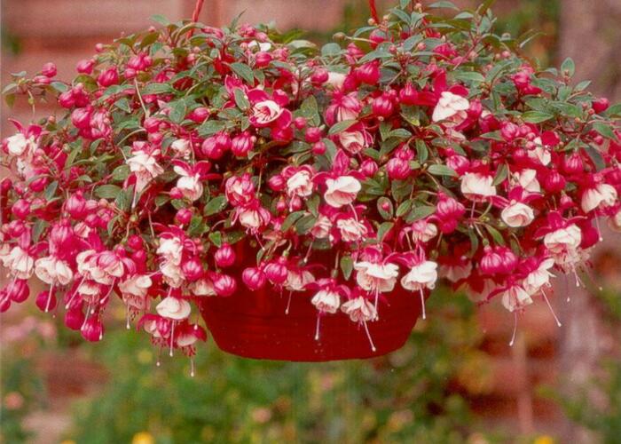 Čílko, fuchsie 'Alwin' - Fuchsia hybrida 'Alwin'