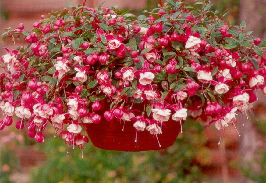 Fuchsie, čílko 'Alwin' - Fuchsia hybrida 'Alwin'