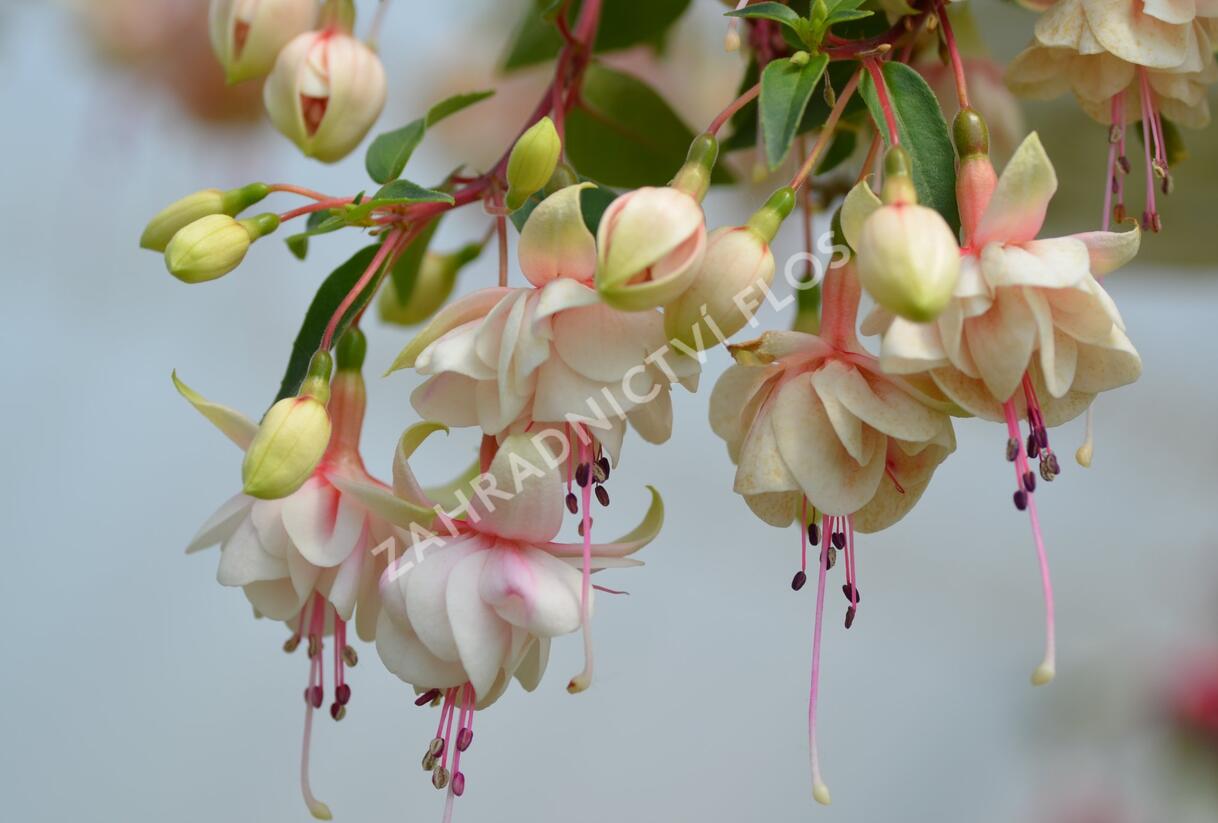 Fuchsie, čílko 'Harry Gray' - Fuchsia hybrida 'Harry Gray'