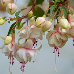 Fuchsie, čílko 'Harry Gray' - Fuchsia hybrida 'Harry Gray'