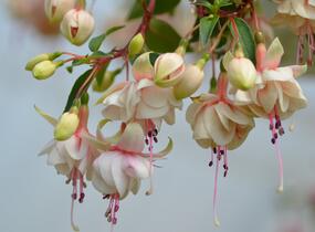 Fuchsie, čílko 'Harry Gray' - Fuchsia hybrida 'Harry Gray'