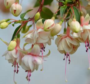 Fuchsie, čílko 'Harry Gray' - Fuchsia hybrida 'Harry Gray'