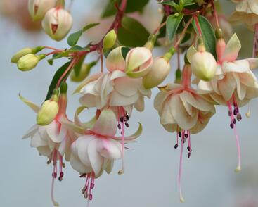 Fuchsie, čílko 'Harry Gray'