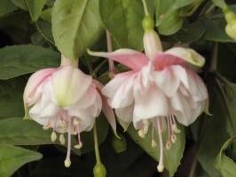 Fuchsie, čílko 'Annabell' - Fuchsia hybrida 'Annabell'