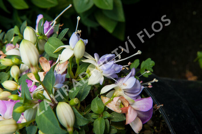 Fuchsie, čílko 'Moody Blues' - Fuchsia hybrida 'Moody Blues'