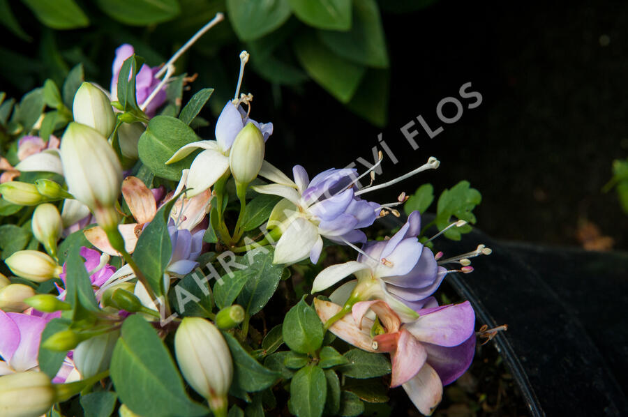 Fuchsie, čílko 'Moody Blues' - Fuchsia hybrida 'Moody Blues'