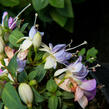 Fuchsie, čílko 'Moody Blues' - Fuchsia hybrida 'Moody Blues'