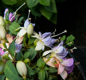 Fuchsie, čílko 'Moody Blues' - Fuchsia hybrida 'Moody Blues'